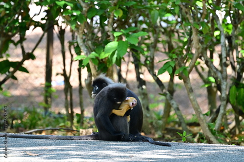 Photography a a baby hold by the mother of dusky leaf monkey