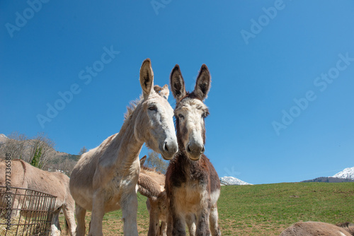 Curious donkeys in close-up in the mountain countryside