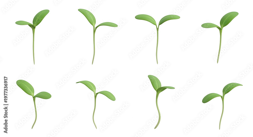 Obraz premium eight sprouts emerging growth and renewal against a plain white backdrop educational or environmental concepts