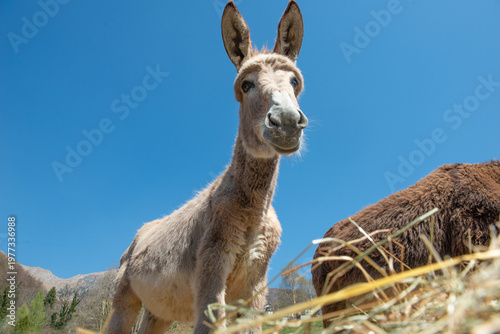 Curious donkeys in close-up in the mountain countryside
