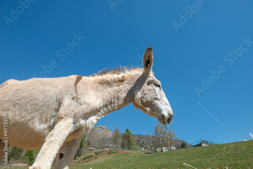 Curious donkeys in close-up in the mountain countryside