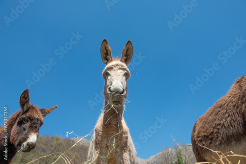 Curious donkeys in close-up in the mountain countryside