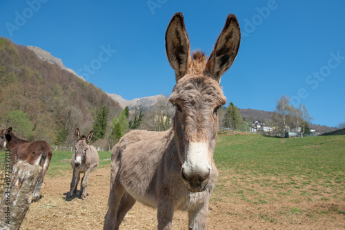 Curious donkeys in close-up in the mountain countryside