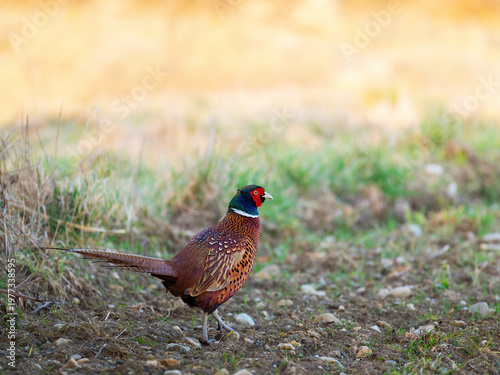 Wild pheasant in a field