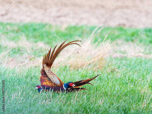 Pheasant males are fighting in during mating season