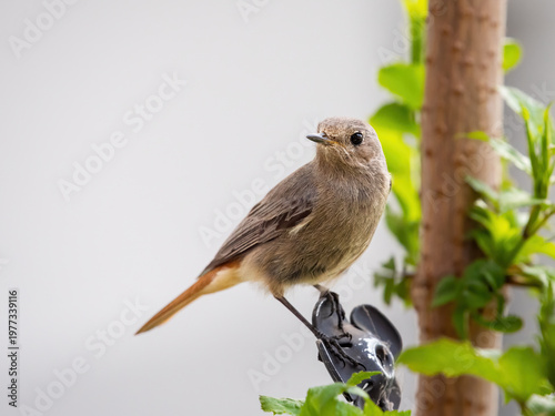 Phoenicurus ochruros aka Black redstart female perched on the garden