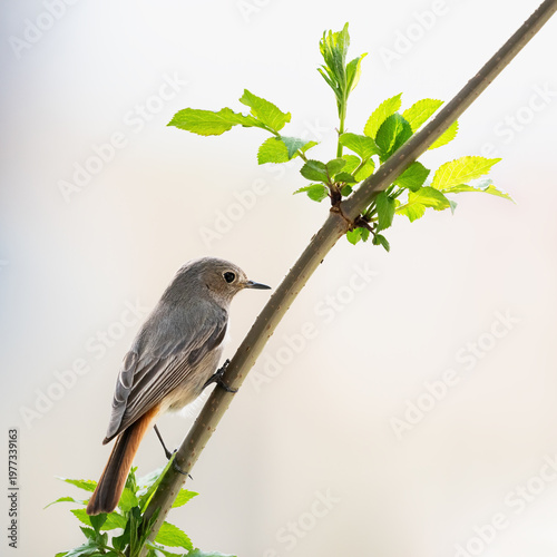 Black redstart female looking for food on twig (Phoenicurus ochruros)