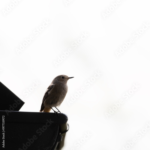 a redstart female perched on a wood roof at a autumn day