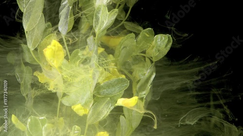 Leaf bloom captured in slowmotion, translucent petals and yellow buds unfolding in ink, serene botanical study with delicate diffusion and cinematic