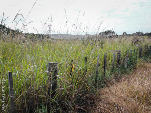 roadside vegetation scene with wild grasses. a buffer for farmland or opportunity for invasive species.
