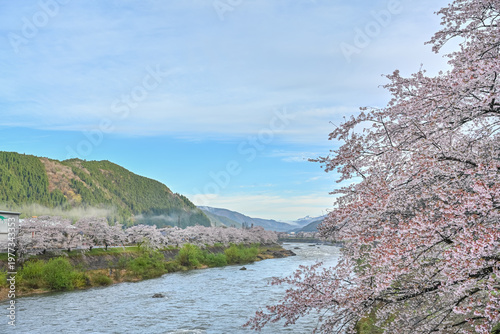 晴天の日に朝霧がかかる桜並木と清流長良川の風景写真　【岐阜県　郡上市】