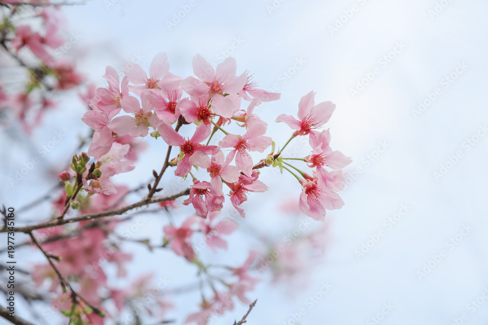 Fototapeta premium cherry blossom against blue sky