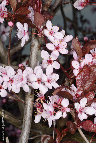  Kirschpflaume,  Prunus cerasifera, Blutpflaume