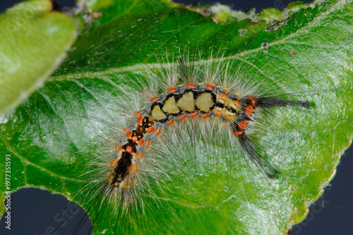 Schlehen-Bürstenspinner, Orgyia antiqua,  Raupe