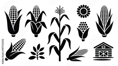 Black corn silhouettes, cob kernels stalks and agricultural plant icons isolated on white background, farming infographic branding and product packaging design
