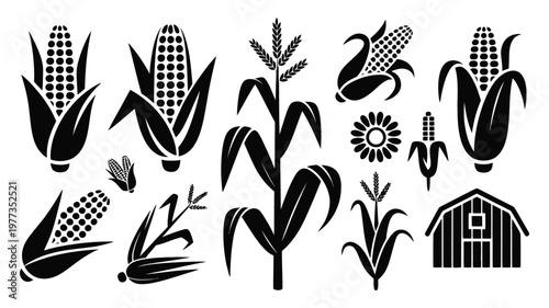 Black corn silhouettes, cob kernels stalks and agricultural plant icons isolated on white background, farming infographic branding and product packaging design