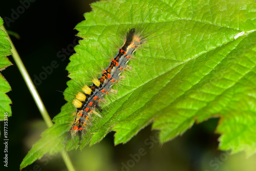Schlehen-Bürstenspinner, Orgyia antiqua,  Raupe