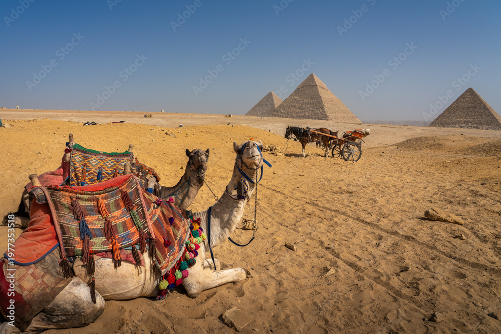 Φωτογραφία Decorated Camels Resting on the Sand with the Three Pyramids of Giza in the Back