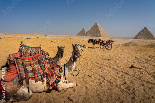 Decorated Camels Resting on the Sand with the Three Pyramids of Giza in the Background, Egypt
