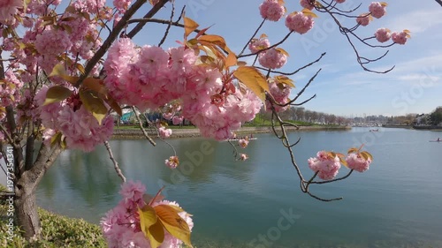 Alder Bay Cherry Blossom Dragon Boating 4K UHD. Dragon Boaters, framed by cherry blossoms, out for a paddle in Alder Bay on Granville Island, Vancouver. 4K, UHD.
