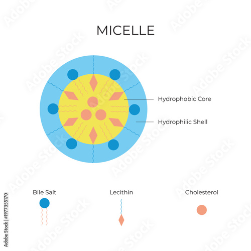 Micelle Structure Diagram – Hydrophilic Shell and Hydrophobic Core Illustration Surfactant Chemistry and biology Concept