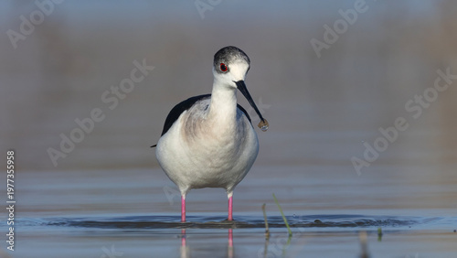 Black-winged Stilt  taken at lakeside.