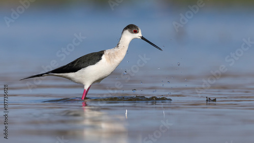 Black-winged Stilt taken at lakeside early morning.