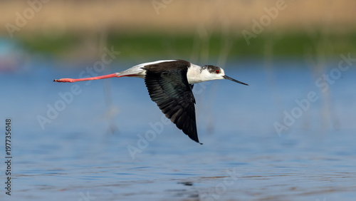 Black-winged Stilt captured in flight.