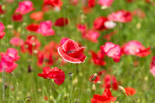 ポピー畑の眺め