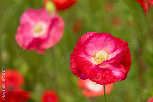 赤色ポピー
