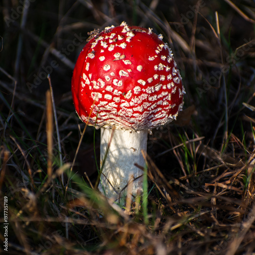 Foto Fly agaric (Amanita muscaria) mushroom close-up