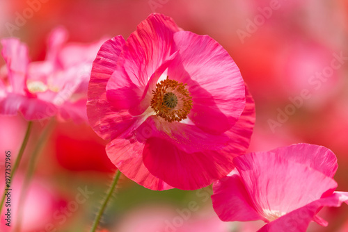 ピンクのポピー