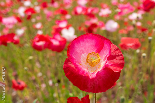 ポピーの咲く頃