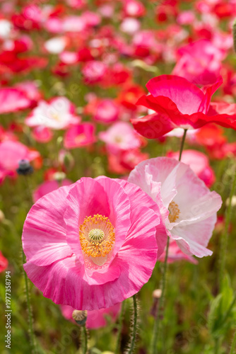 鮮やかなポピー畑