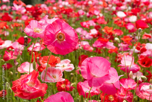 賑やかなポピー畑