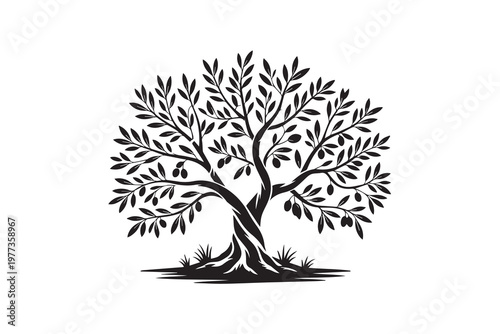 Olive Tree illustration Vector