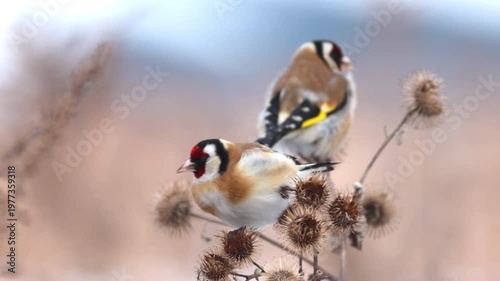 Two European goldfinches (Carduelis carduelis) eating seeds. Pair of birds on dry plants, feeding on burs, winter foraging, songbirds, cloudy weather, wildlife video, real-time.