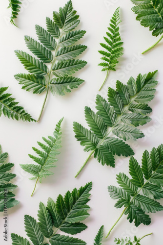  Fresh green herb leaves arranged on white background with natural texture pattern