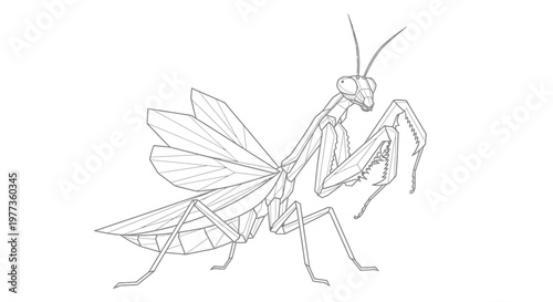 Praying Mantis Line Drawing - Detailed Insect Illustration