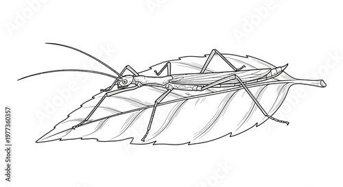 Detailed line art of a stick insect resting on a textured leaf, nature illustration
