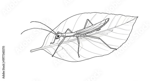 Detailed Sketch of a Grasshopper on a Leaf