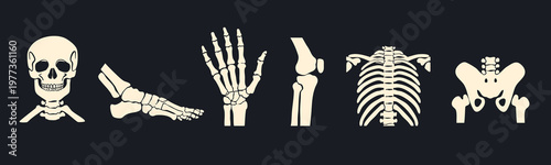 Different body parts. Human skeleton, foot, pelvis, arm, skull, chest, knee, ribs. Bone injury, medical scanning, checkup, hospital concept. Hand drawn Vector illustration 