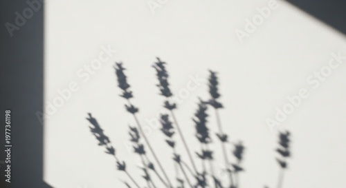 lavender shadow