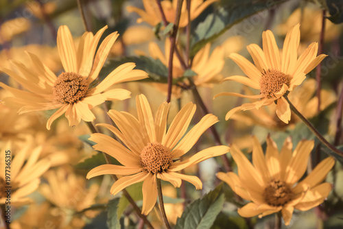 Echinacea flowers with yellow petals in garden. Summer flower as background