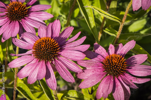 Pink echinacea flowers in garden. Summer flower as background
