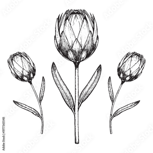 Three Black floral silhouette with falling petals.