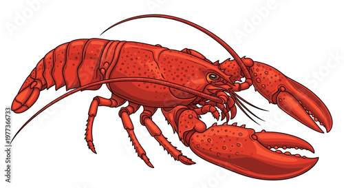 Vibrant Red Lobster Illustration with Detailed Claws and Antennae