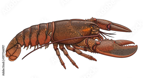Detailed Illustration of a Brown Lobster with Large Claws and Antennae