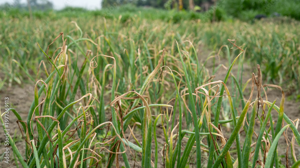 Obraz premium Onion plants growing in an agricultural field with dried leaves