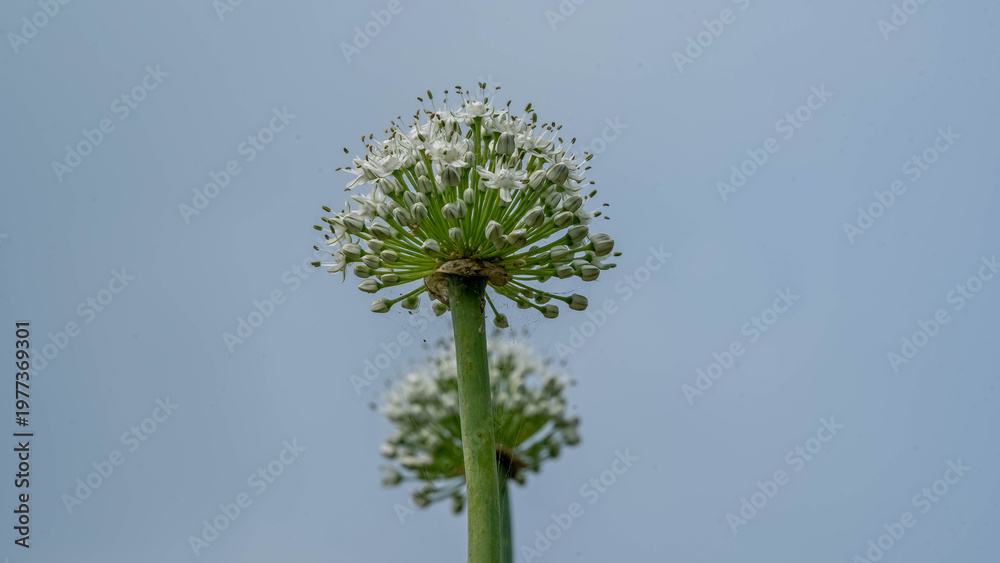 Fototapeta premium Onion flower blooming white against clear sky